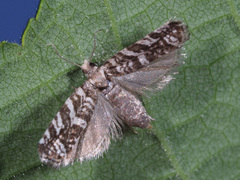 Epinotia tedella