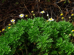 Argyranthemum haouarytheum image