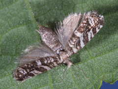 Epinotia tedella
