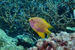 Amblyglyphidodon aureus