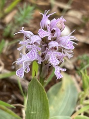 Neotinea conica