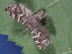 Epinotia tedella