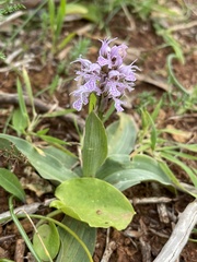 Neotinea conica