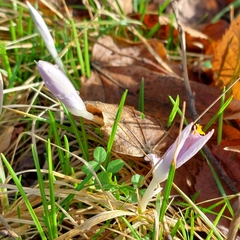 Crocus