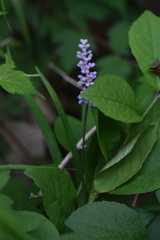 Liriope spicata