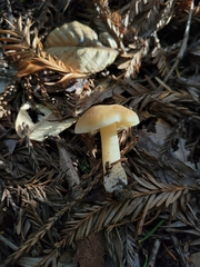 Neohygrocybe