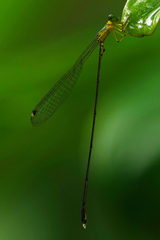 Amphicnemis