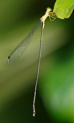 Amphicnemis
