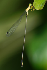 Amphicnemis
