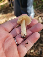 Neohygrocybe
