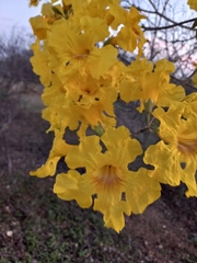 Handroanthus chrysanthus