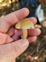 Neohygrocybe