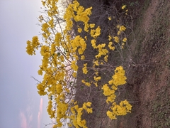 Handroanthus chrysanthus