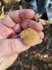 Neohygrocybe