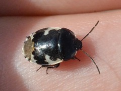 Tritomegas bicolor