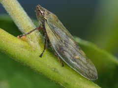 Omalophora pectoralis