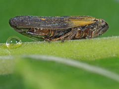 Omalophora pectoralis