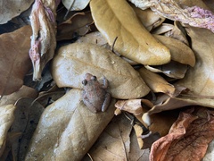 Eleutherodactylus planirostris