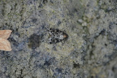 Callopistria latreillei