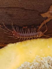 Lithobius forficatus