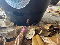 Eleutherodactylus planirostris