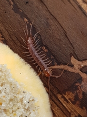 Lithobius forficatus