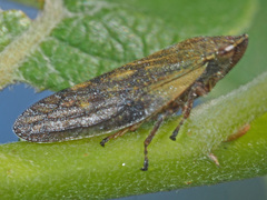 Omalophora pectoralis