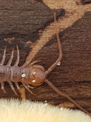 Lithobius forficatus