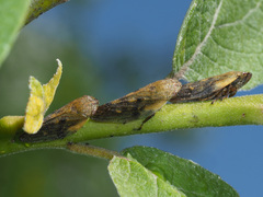 Omalophora pectoralis