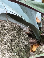 Anolis sabanus