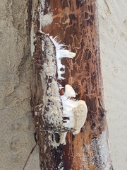 Lithobius forficatus