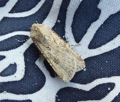 Agrotis