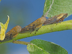 Omalophora pectoralis