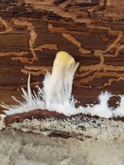 Lithobius forficatus