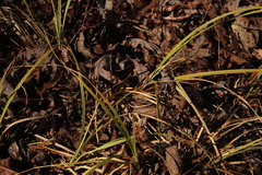 Carex intumescens