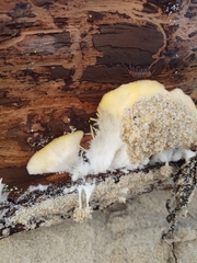 Lithobius forficatus