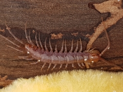Lithobius forficatus