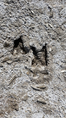 Oryx gazella