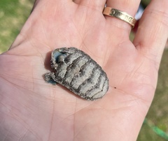 Chiton