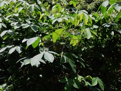 Manihot carthagenensis