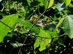 Manihot carthagenensis