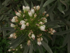 Echium brevirame image