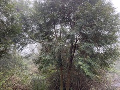 Calocedrus formosana