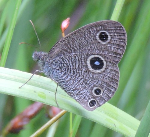 Ypthima newara