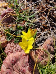 Gagea bohemica