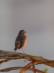 Luscinia svecica