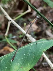 Lestes elatus
