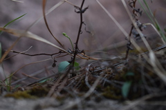 Hemipilia gracilis