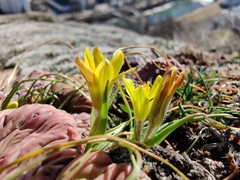 Gagea bohemica