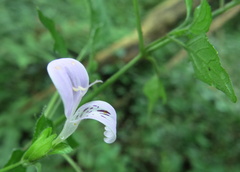 Hypoestes triflora